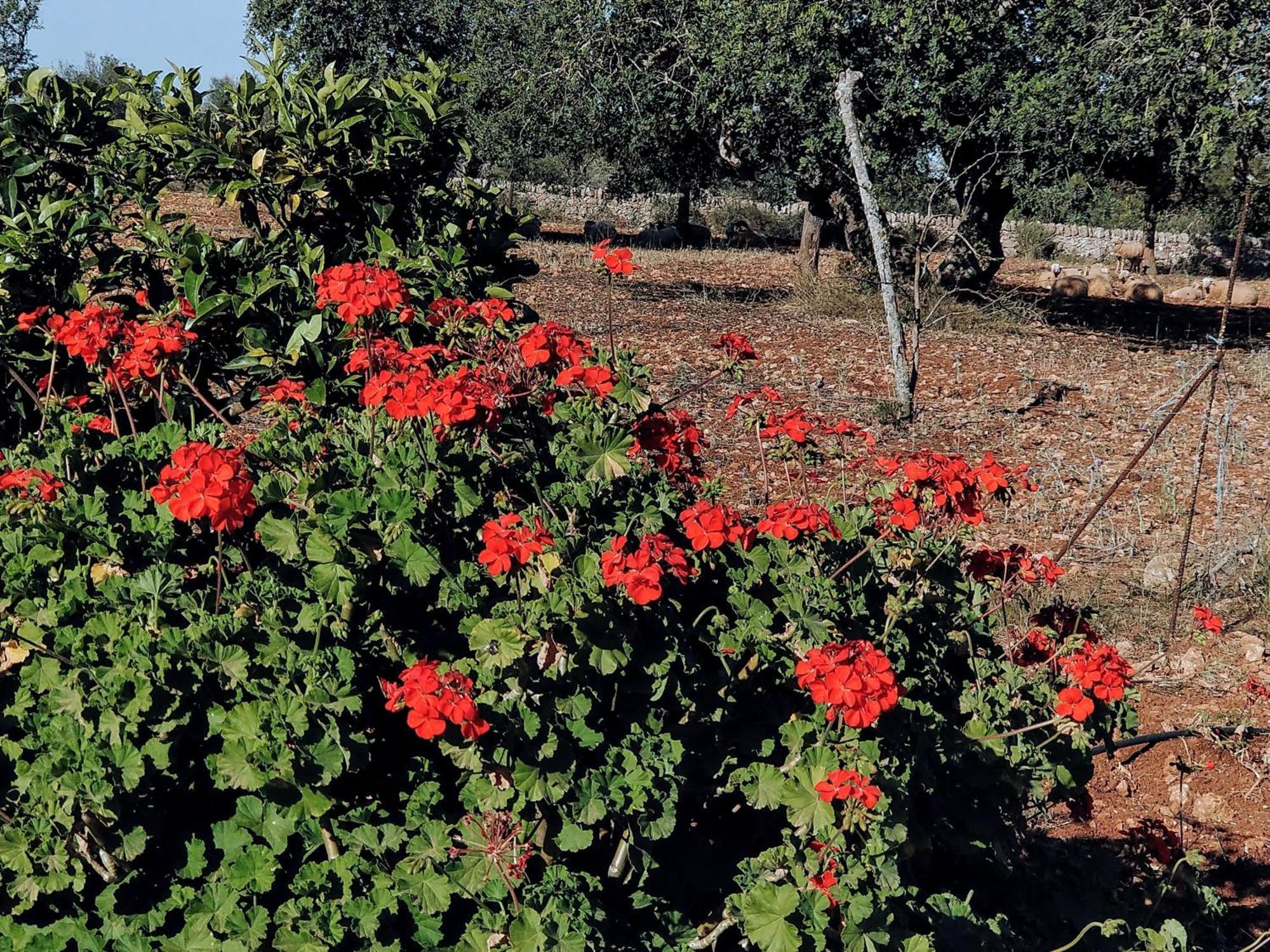 Finca Son Marimon (Adults Only) ซานตานยี ภายนอก รูปภาพ